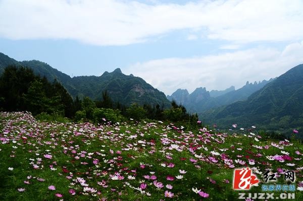 五月(yuè)遇上(shàng)格桑花(huā)  張家(jiā)界武陵源一(yī)鄉(xiāng)村(cūn)初夏風(fēng)光(guāng)迷人(rén)