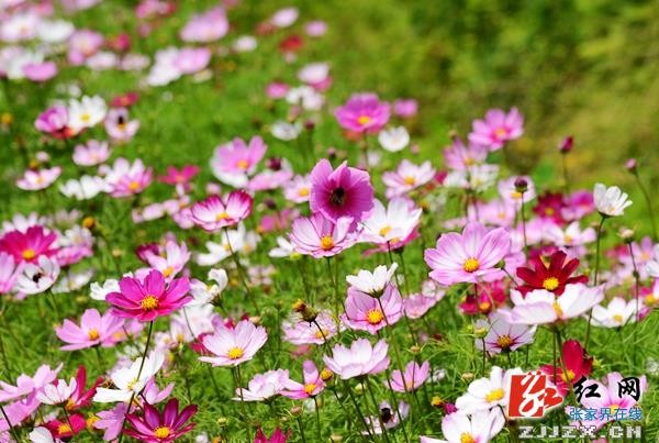 五月(yuè)遇上(shàng)格桑花(huā)  張家(jiā)界武陵源一(yī)鄉(xiāng)村(cūn)初夏風(fēng)光(guāng)迷人(rén)